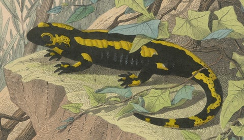 Hand-Colored Lithograph of Fire Salamanders –A Natural History Illustration 1852, close-up 2