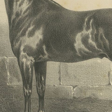 Antique Lithograph of the Horse 'Introuvable', close-up 2
