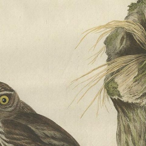 Little Owl, Hand-Colored Dutch Bird Print by Sepp & Nozeman, 1770, close-up 1