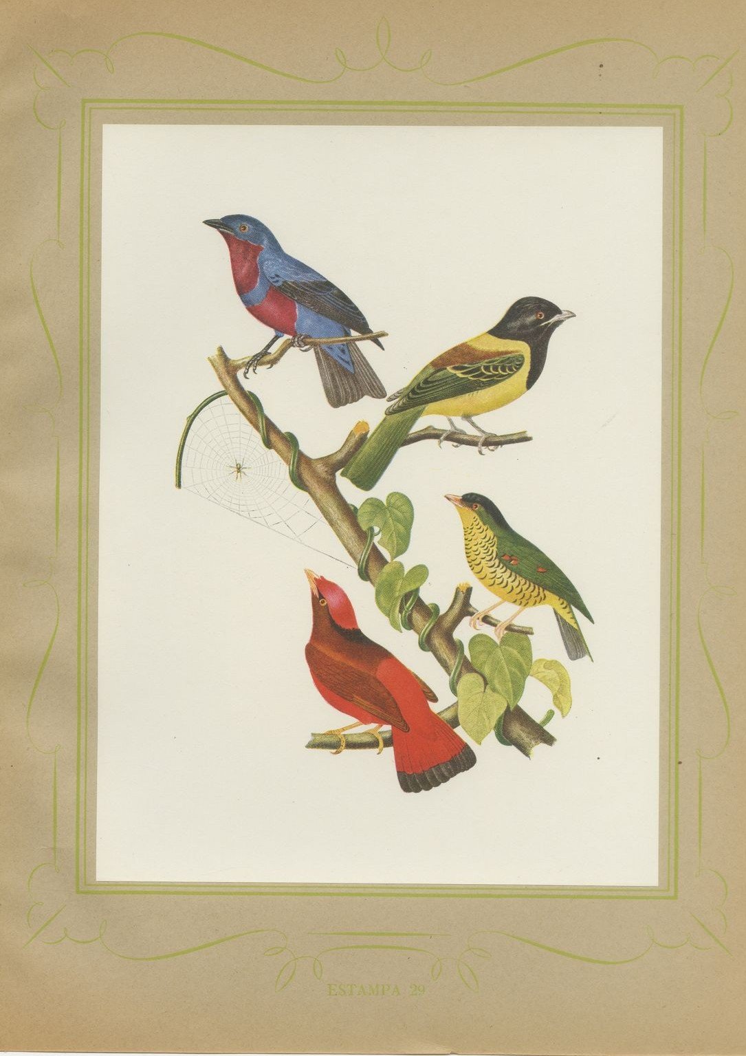 Tanagers and Cotingas, Brazilian Bird Print, Descourtilz, 1944