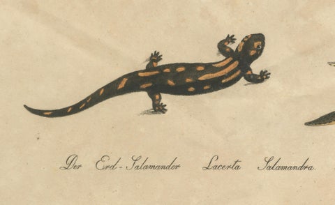 Antique Salamander & Reptile Lithograph by Karl Joseph Brodtmann, 1816, close-up 5