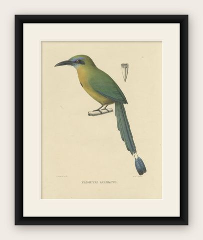 Original Antique Bird Print of a Keel-Billed Motmot, 'c.1850', shown framed