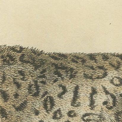A Hand-Colored Illustration of the Snow Leopard or Once, 1824, close-up 4