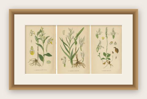 Orchid Elegance: Masterpieces of Botanical Illustration from 1904, shown framed