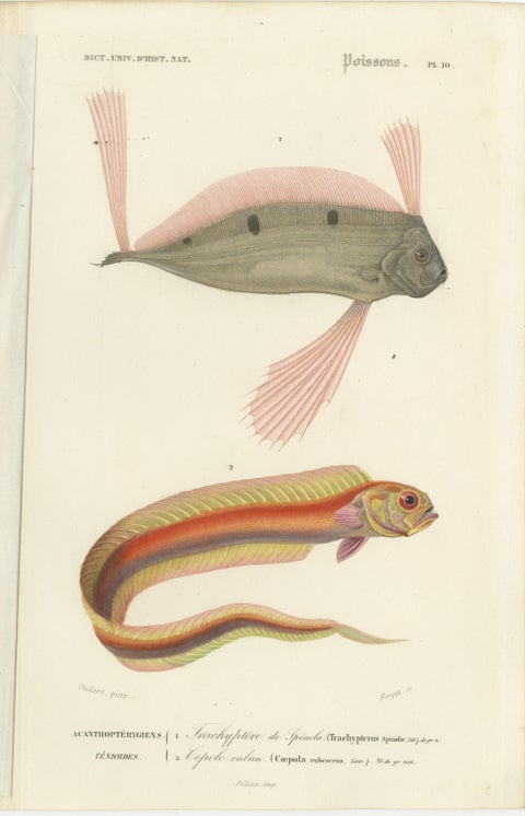 Set of 9 Antique Prints of Various Handcolored Fish Species, view 6