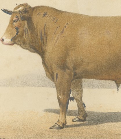 Femeline Bull, French Cattle Breed, Antique Chromolithograph by Borie, 1863, close-up 2