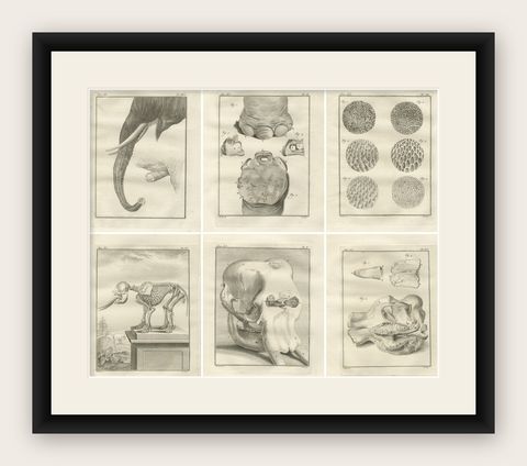 Sophisticated Elephant Anatomy Wall Set, Original Buffon Engravings, 1769, shown framed