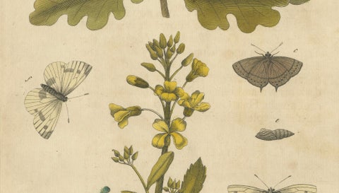 Butterfly Life Cycle on Oak & Wallflower, Albin Hand-Colored Engraving, 1720, close-up 1
