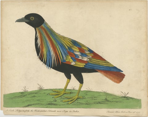 Set of 2 Antique Bird Prints of Pigeons from the region of Pegu, Myanmar, 1740, view 3