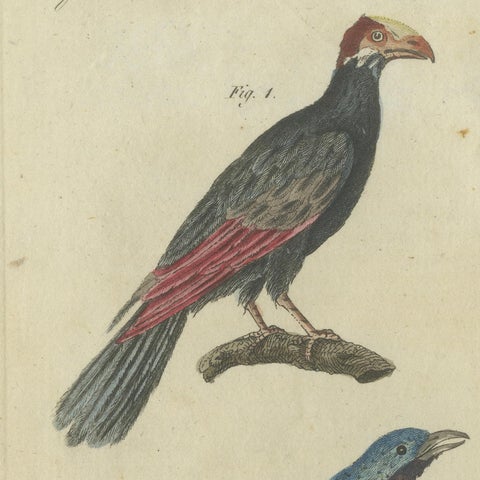 Vibrant 1805 Handcolored Engraving of Tropical Birds from Bertuch's Bilderbuch, close-up 4