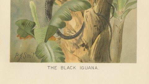 The Black Iguana on Banana Tree, Antique Reptile Natural History Print, 1895, close-up 4