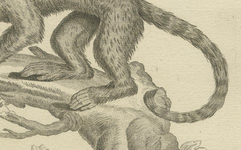 Antique Engraving of a Capuchin Monkey (Simia apella Linn.), A. Hoffer, ca.1800, close-up 5