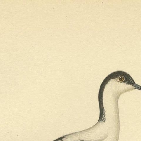 Antique Bird Print of the Pied Avocet by Von Wright '1929', close-up 1