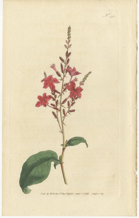 Set of 3 Antique Botany Prints, Crane's Bill, Leadwort, Ipomoea, 1794, view 3