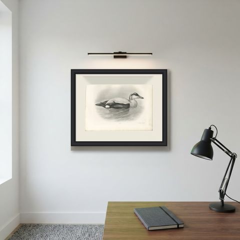 Eider, Antique Bird Print after Lilian Medland, circa 1909, shown framed on a wall