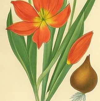 Antique Botanical Prints of Tulips & Water Hyacinth, Set of Three, c.1897, close-up 1