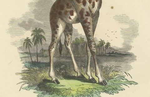 Die Giraffe (Giraffe) - Hand-Colored Zoological Print, Circa 1840, close-up 1