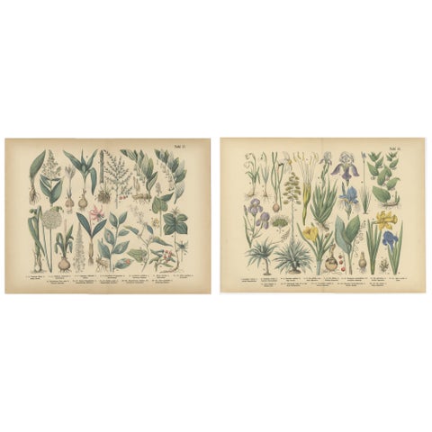 Antique German Botanical Atlas Plates, Tafel 17–18, Lilies & Irises, 1885