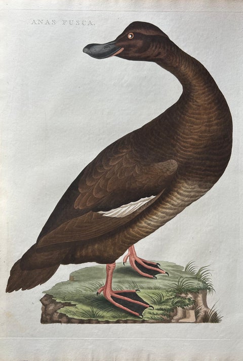 Antique Bird Print, Velvet Scoter Anas Fusca by Nozeman & Sepp, 1770, view 3