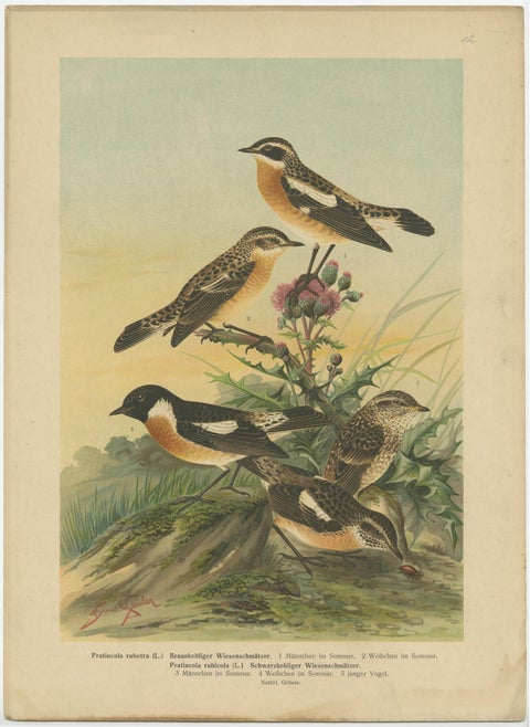 Antique Bird Print of the Whinchat by Naumann, circa 1895, view 3