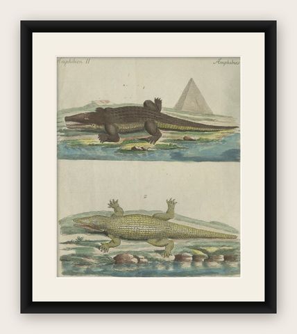 Antique Handcolored Engraving of Nile and Marsh Crocodiles, c.1800, shown framed