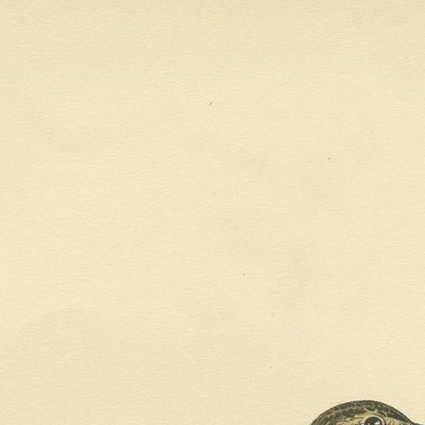 Antique Bird Print of the Tree Pipit by a Swedish Taxidermist, 1927, close-up 1