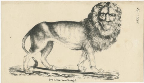 Antique Print of a Senegal Lion, view 2