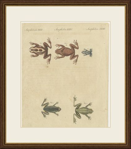 Five Frogs Including a Striped Frog, Antique Bertuch Print, Vienna, circa 1815, shown framed