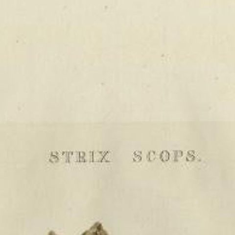 Antique Bird Print of the Eurasian Scops Owl by Sepp & Nozeman, 1809, close-up 1