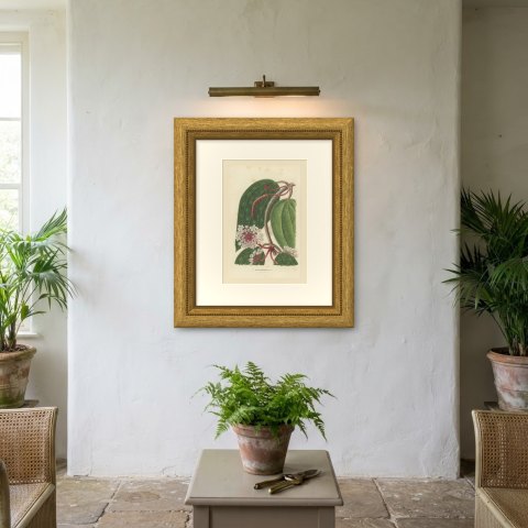 Hoya Macrophylla, Wax Plant in Flower Chromolithograph, 1859, shown framed on a wall