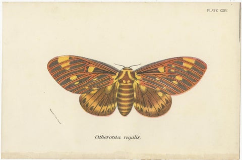 Set of 2 Antique Prints of Moths by Lloyd 'circa 1897', view 3