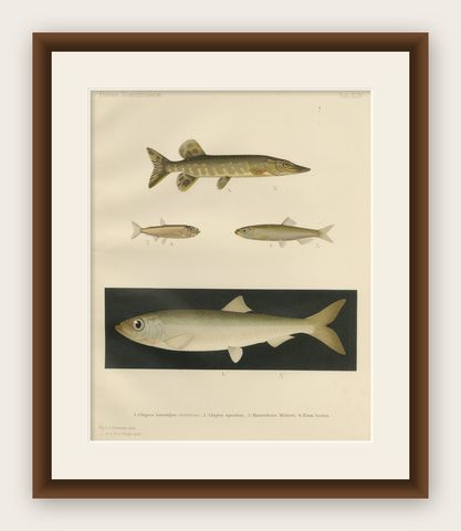 Scandinavian Fish Lithograph: Herring, Sprat, Müller’s Pearlside and Pike, 1895, shown framed