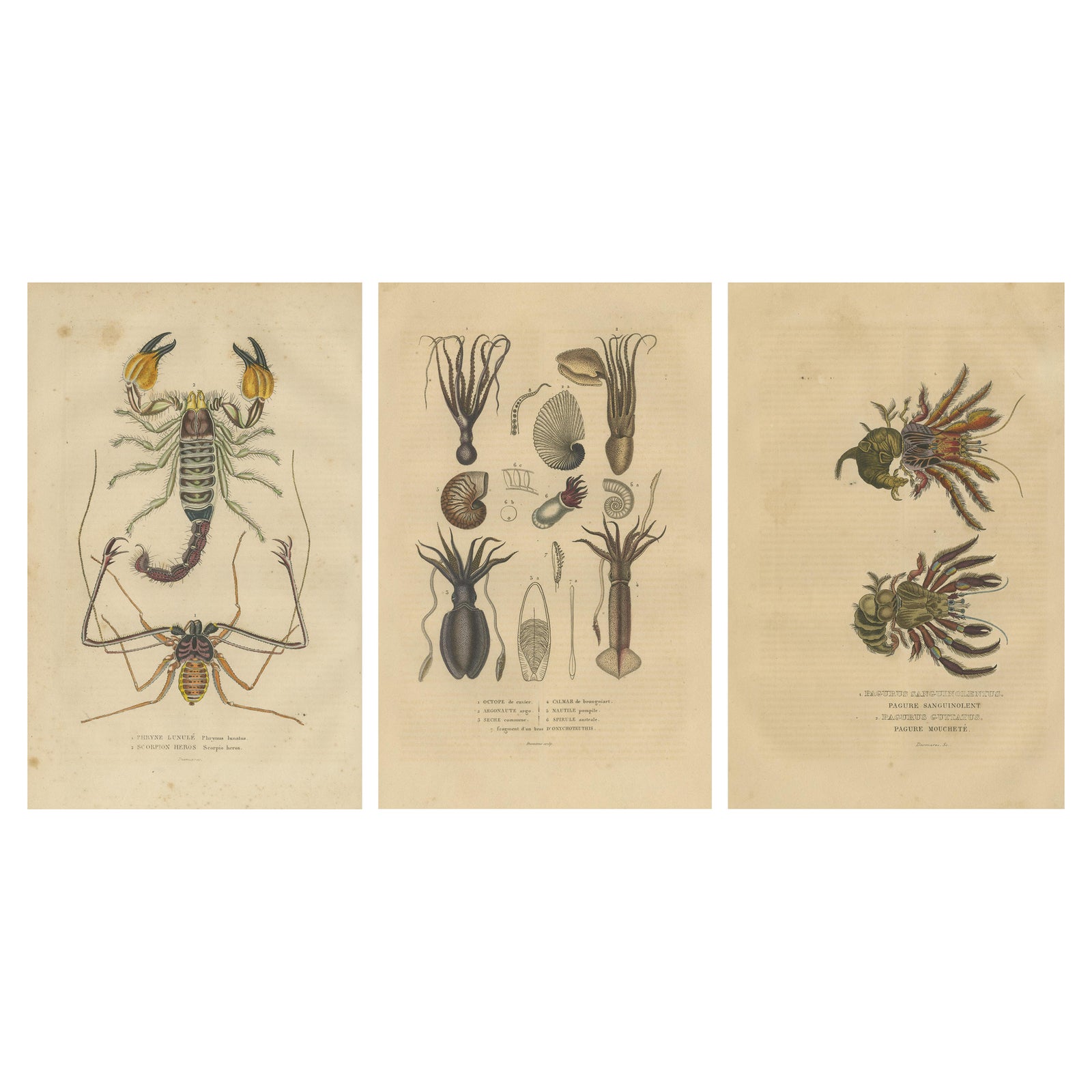 Collection of Old Naturalist Illustrations: Marine Life and Arthropods, 1845