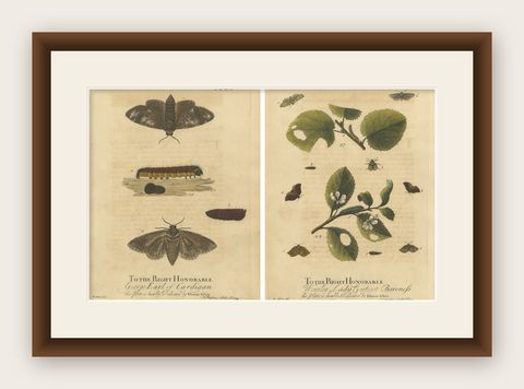 Antique English Moths with Caterpillars and Host Plants, Albin Entomology 1720, shown framed