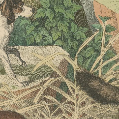 Antique Grizzly and Black Bear Print with Wolf, Fox and Raccoon, circa 1890, close-up 1