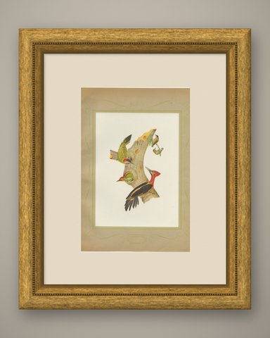 Woodpeckers at a Tree Stump, Brazilian Bird Print, Descourtilz, 1944, shown framed