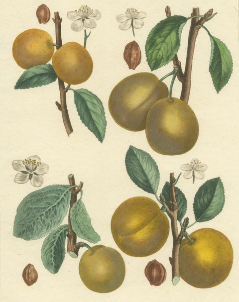 Botanical Print: Mirabelle, St. Catherine, White Plum & Apricot, 1821, close-up 3