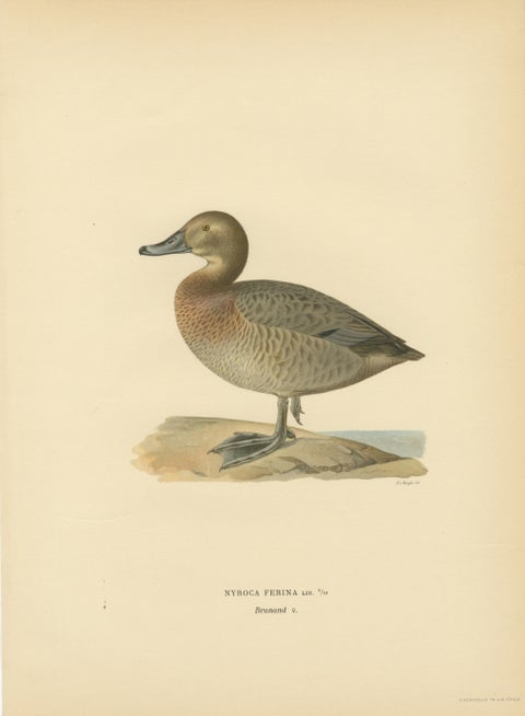 Decorative Scandinavian Bird Prints, Antique Swedish Ducks, 1929 - Set of 6, view 2