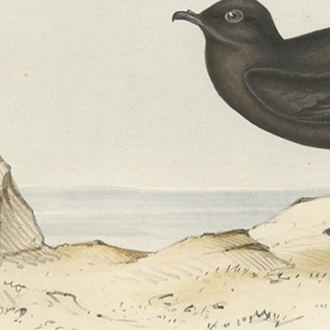 Old Bird Print of the Fork-Tailed Storm-Petrel and Common Storm-Petrel, 1832, close-up 3