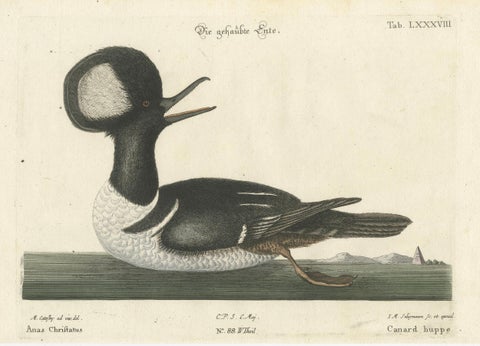 Hand-Colored Engraving of the Hooded Merganser by Johann Michael Seligmann, 1770, close-up 4