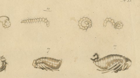 Fleas, Tarantula & Spiders, Brodtmann Hand-Colored Natural History Plate, 1816, close-up 3