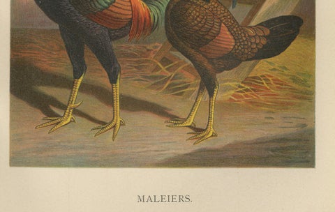 The Striking Malay Chicken - A Rare 19th Century Poultry Lithograph, close-up 2