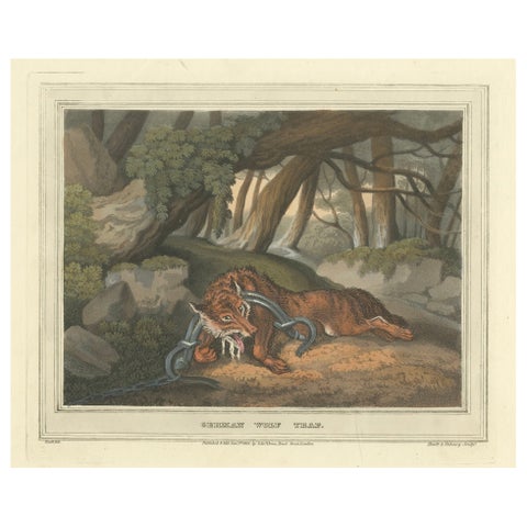Foreign Field Sports: German Wolf Trap Aquatint by Dubourg & Howitt, 1813