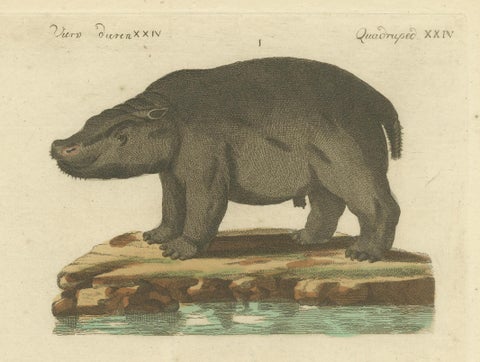 Antique Copperplate Engraving of Hippopotamus and Tapir by Bertuch, 1800, close-up 4