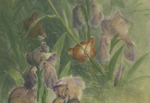 Delicate Irises with Birds - Old Giacomelli Botanical and Ornithological Print, close-up 1