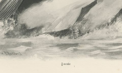 Great Cormorant, Antique Bird Print after Lilian Medland, circa 1909, close-up 1