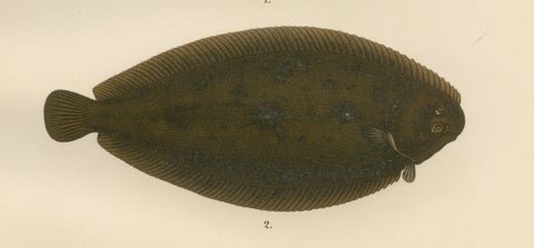 Flounder, Common Sole and Dab - Stunning Scandinavian Flatfish Lithograph, 1895, close-up 3