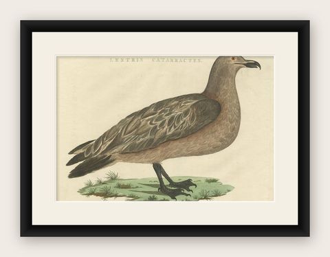 Antique Bird Print of the Great Skua by Sepp & Nozeman, 1829, shown framed