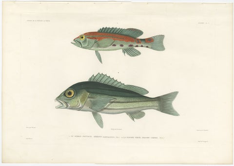 Tropical Fish Engraving, Parrot Hind and Diacope, Paris 1846, view 2