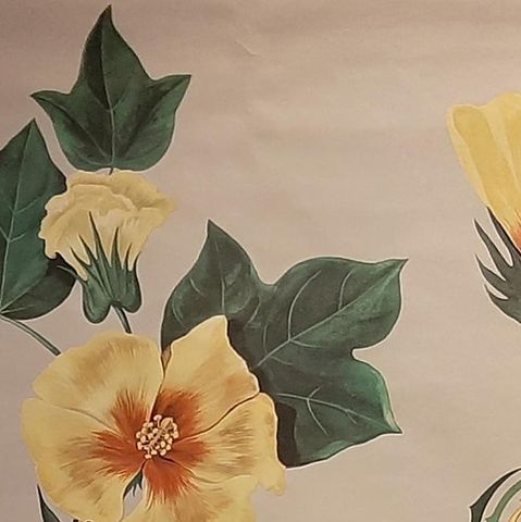 Vintage Botany Wall Chart of a Cotton Plant and Cotton Cultivation, circa 1960, close-up 1